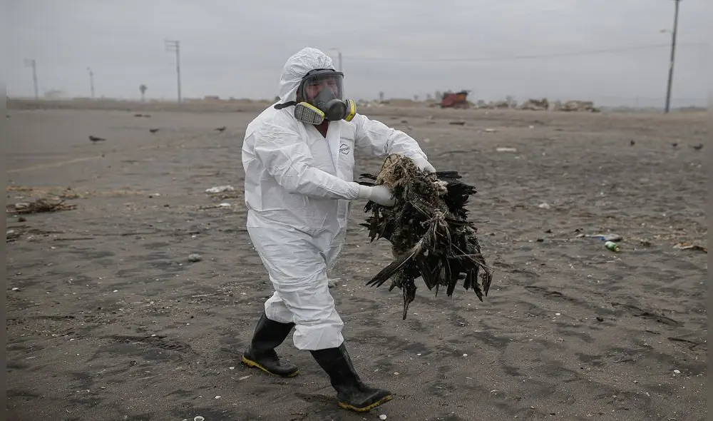 El trabajo de recojo de animales silvestres continúa en litoral de la región por personal de Senasa. Foto: Rodrigo Talavera/ La República
