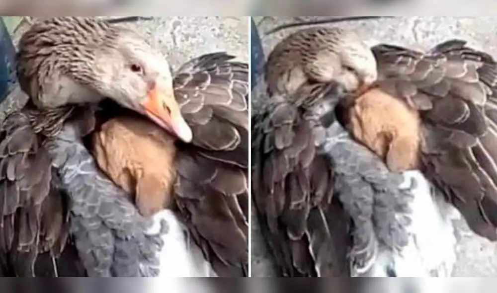 La tierna acción de un ganso hacia un cachorro llamó la atención de miles de cibernautas. Foto: composición LR La tierna acción de un ganso hacia un cachorro llamó la atención de miles de cibernautas. Foto: composición LR