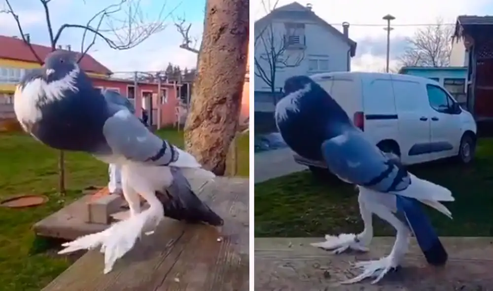 El video dejó impactados a los seguidores en redes sociales. Foto: composición LR/@Gunsnrosesgirl3/TikTok El video dejó impactados a los seguidores en redes sociales. Foto: composición LR/@Gunsnrosesgirl3/TikTok