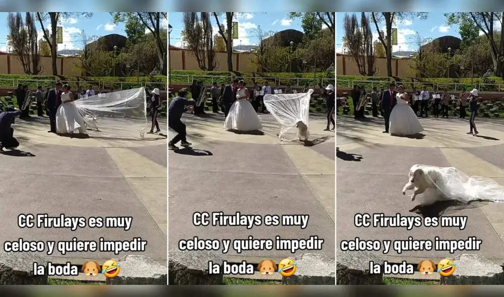 Perrito protagonizó graciosa escena. Foto: composición LR/ TikTok/@fannyproduccionesoficial Perrito protagonizó graciosa escena. Foto: composición LR/ TikTok/@fannyproduccionesoficial