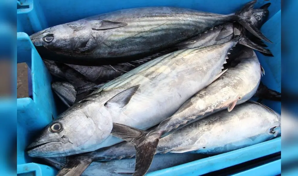 El Imarpe recomendó la veda de anchoveta. Foto: difusión