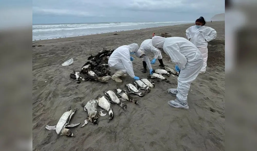 Decesos. Aves, pinguinos y otras especies siguen muriendo en gran cantidad en las playas del litoral de la región Arequipa. Foto: Víctor Gamarra Decesos. Aves, pinguinos y otras especies siguen muriendo en gran cantidad en las playas del litoral de la región Arequipa. Foto: Víctor Gamarra