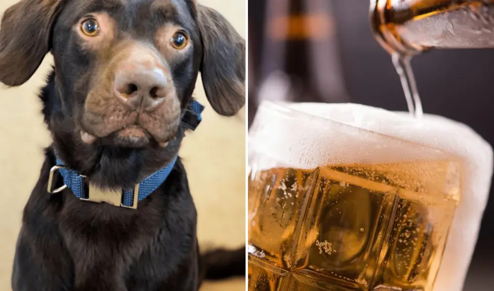 Coco fue encontrado por un refugio local on un cuadro de alta gravedad. Foto: composición LR/Woodside Animal Welfare Trust/Freepik Coco fue encontrado por un refugio local on un cuadro de alta gravedad. Foto: composición LR/Woodside Animal Welfare Trust/Freepik