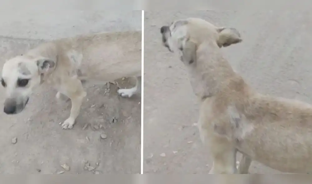 El perro se encuentra en estado de abandono. Foto: cortesía