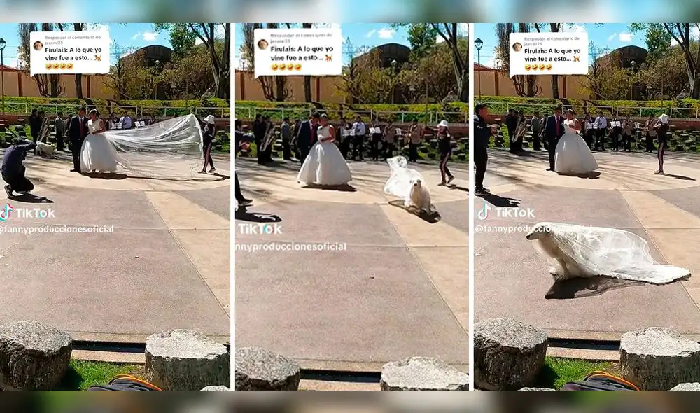 La pareja quedó perpleja al ver que el perrito destrozó la cola del vestido de la novia. Foto: composición Lol/captura de TikTok/@FannyProduccionesOficial La pareja quedó perpleja al ver que el perrito destrozó la cola del vestido de la novia. Foto: composición Lol/captura de TikTok/@FannyProduccionesOficial