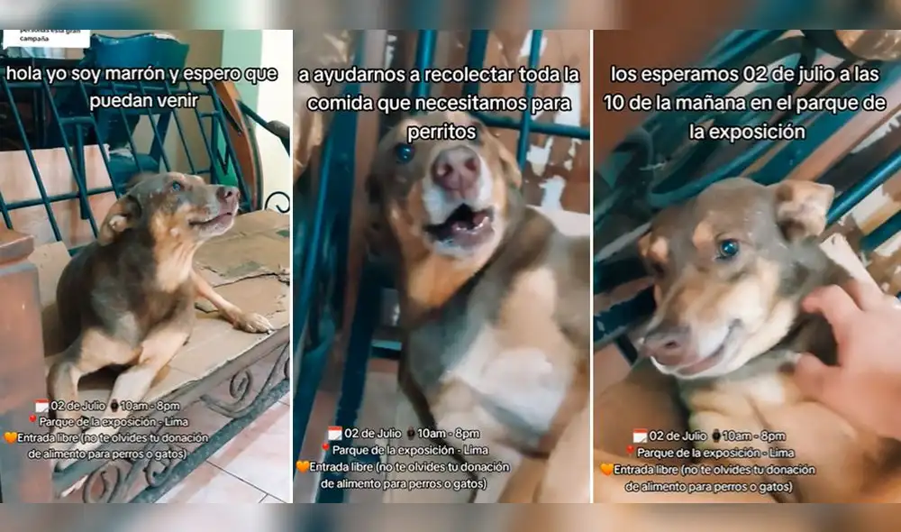 Marrón te invita al evento de recaudación de alimentos. Foto: composición LR/captura de TikTok/@patatonoficial Marrón te invita al evento de recaudación de alimentos. Foto: composición LR/captura de TikTok/@patatonoficial