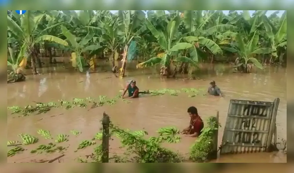 Agricultores fueron duramente afectados por las lluvias. Foto: captura de Dtumbes Noticias Agricultores fueron duramente afectados por las lluvias. Foto: captura de Dtumbes Noticias