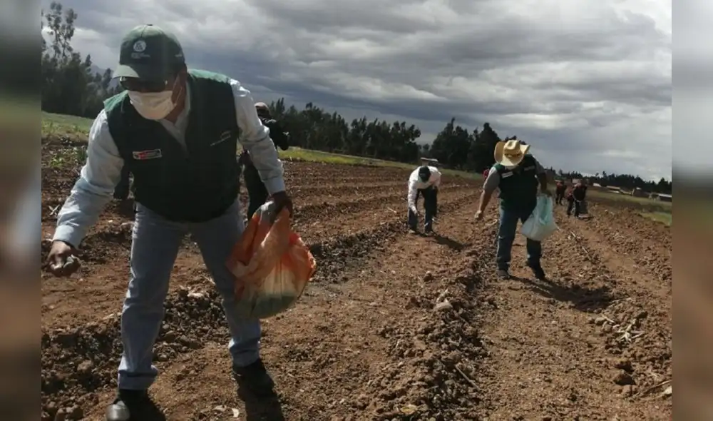 Jornada laboral de los trabajadores agroindustriales no debe exceder las 48 horas por semana.Foto: Andina Jornada laboral de los trabajadores agroindustriales no debe exceder las 48 horas por semana.Foto: Andina