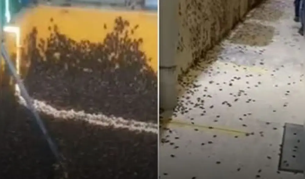 Piura. Plaga de grillos provoca malestar en Sullana. Foto: Eco TV