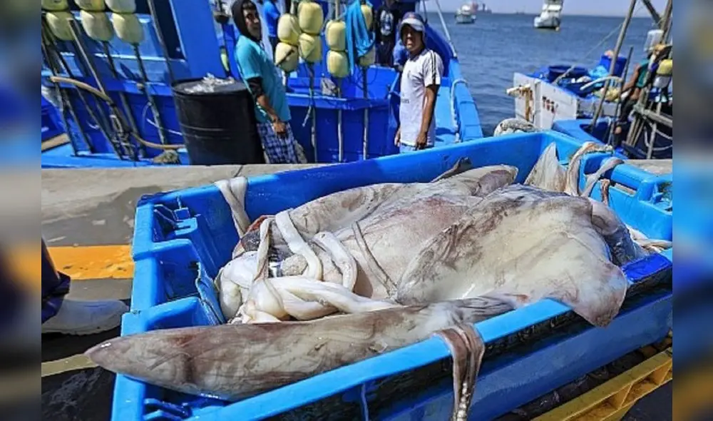 Previamente, se establecieron 420.000 toneladas como cuota para este año. Foto: Andina