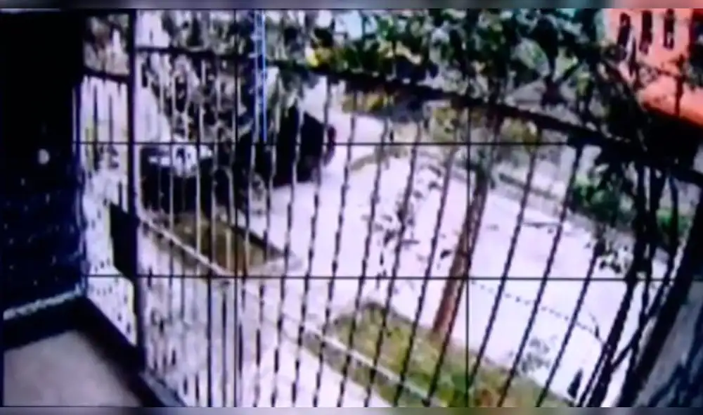 Calle cerrada en Los Olivos permitió que los malhechores pierdan tiempo y sean alcanzados por la PNP. Foto: captura de ATV - Video: Al estilo Juliana Calle cerrada en Los Olivos permitió que los malhechores pierdan tiempo y sean alcanzados por la PNP. Foto: captura de ATV - Video: Al estilo Juliana