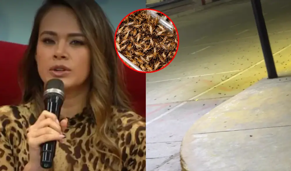 Jossmery Toledo en shock con plaga de grillos en el norte. Foto: composición LR/Instagram - Video: Instagram