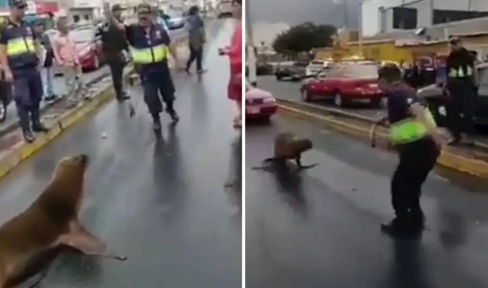 El lobo marino fue devuelto al mar. Foto: composición LR- Video: Panamericana TV