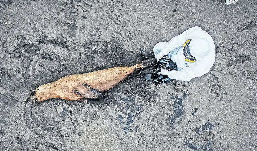 En riesgo. Aves silvestres y lobos marinos su hábitat son las islas y mueren en las playas. Foto: difusión En riesgo. Aves silvestres y lobos marinos su hábitat son las islas y mueren en las playas. Foto: difusión