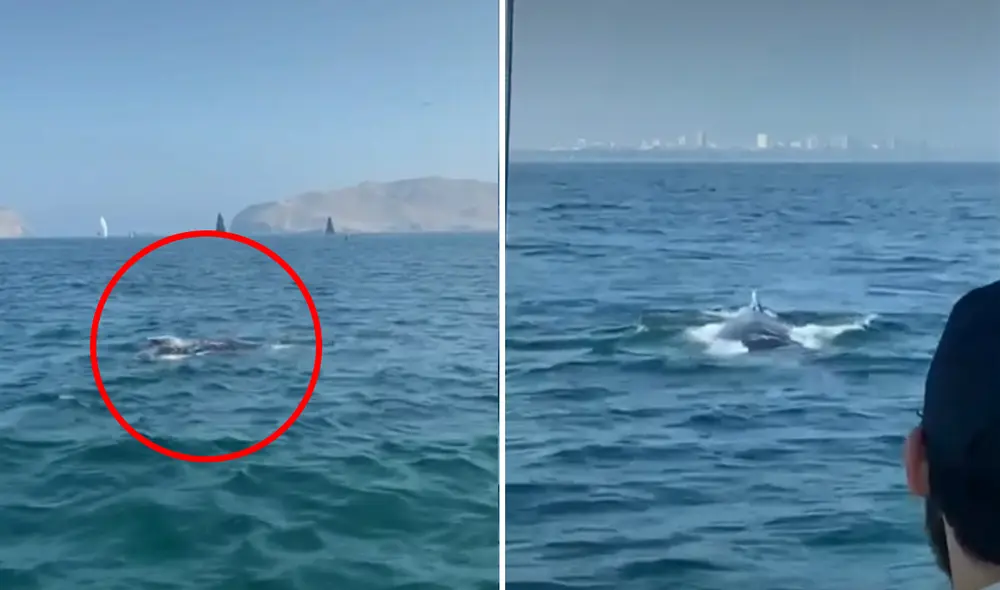 Estos grandes animales son inofensivos, pero se recomienda mantener la distancia. Foto: capturas Latina - Video: Latina