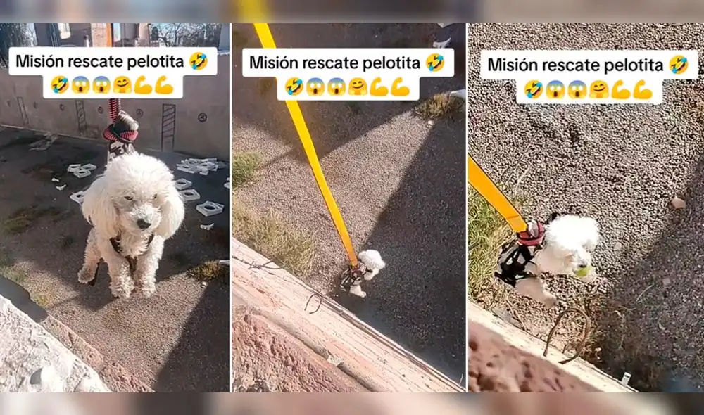 Usuarios hicieron todo tipo de comentarios tras ver el suceso. Foto: composición LR/ TikTok/@hazloconmiedo22 Usuarios hicieron todo tipo de comentarios tras ver el suceso. Foto: composición LR/ TikTok/@hazloconmiedo22