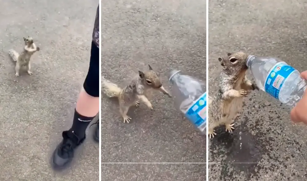 El video del curioso momento sumó más de 2 millones de reproducciones en TikTok. Foto: composición LR/captura/@Ceciarmy/TikTok