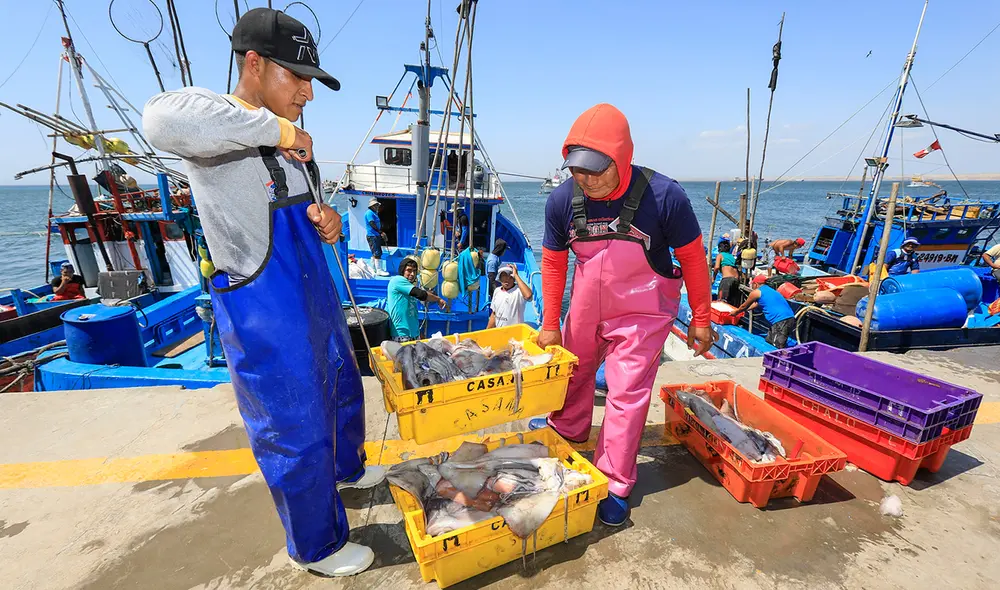 La formalización de la pesca artesanal de pota y perico impulsa la economía nacional. Foto: Mincetur La formalización de la pesca artesanal de pota y perico impulsa la economía nacional. Foto: Mincetur