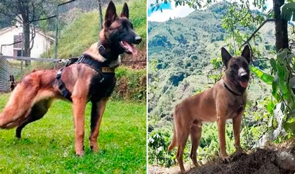 Los colombianos aún esperan que se halle a Wilson, el can que ayudó a encontrar a los niños perdidos en la selva. Foto: composición LR/Semana/Animales sin hambre/Facebook - Video: Animales sin Hambre/Facebook Los colombianos aún esperan que se halle a Wilson, el can que ayudó a encontrar a los niños perdidos en la selva. Foto: composición LR/Semana/Animales sin hambre/Facebook - Video: Animales sin Hambre/Facebook