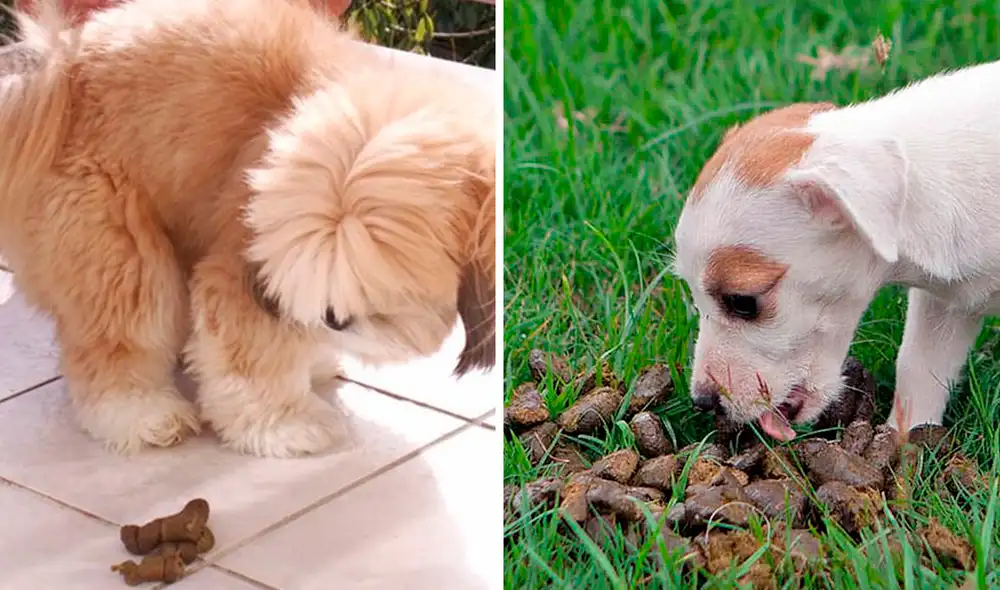 Existen diferentes teorías que explican por qué los perros comen sus heces. Foto: composición LR/Soy un perro/Universo shihtzu