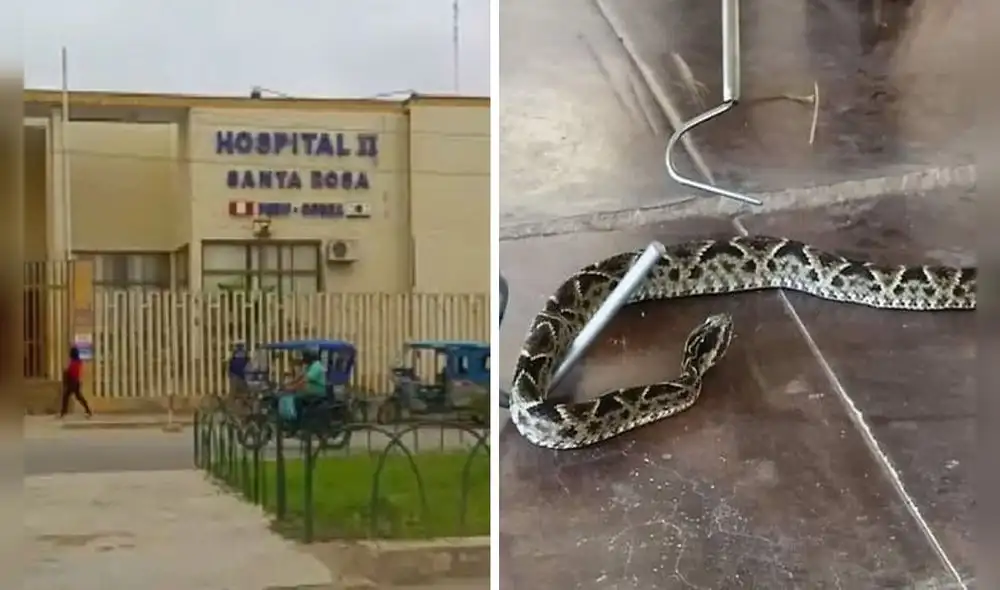 Serpiente ataca a mujer y hoy lucha por su vida. Foto: composición LR Serpiente ataca a mujer y hoy lucha por su vida. Foto: composición LR