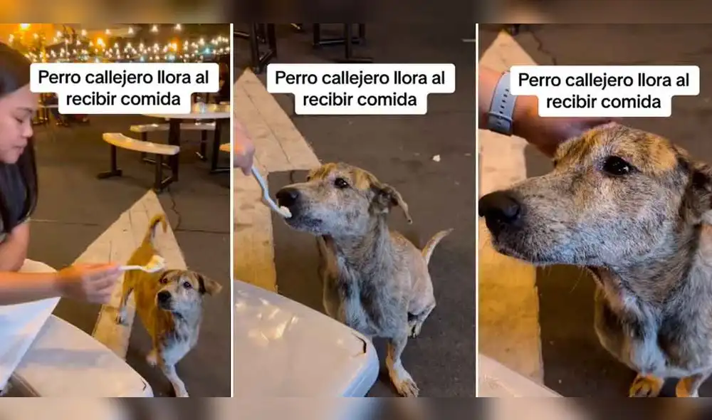 Video de perrito callejero fue comentado por miles de personas en TikTok. Foto: composición LR/ TikTok / @lalistanews