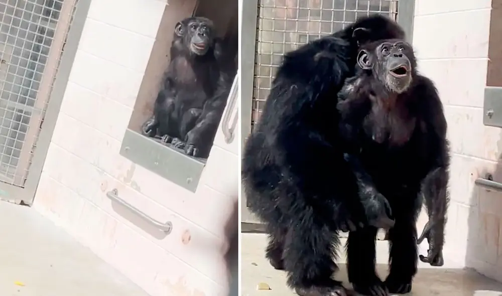 La reacción de Vainilla, la chimpancé rescatada, se ha viralizado a través de las redes sociales. Foto: captura @savethechimps/Instagram - Video: @savethechimps/Instagram La reacción de Vainilla, la chimpancé rescatada, se ha viralizado a través de las redes sociales. Foto: captura @savethechimps/Instagram - Video: @savethechimps/Instagram