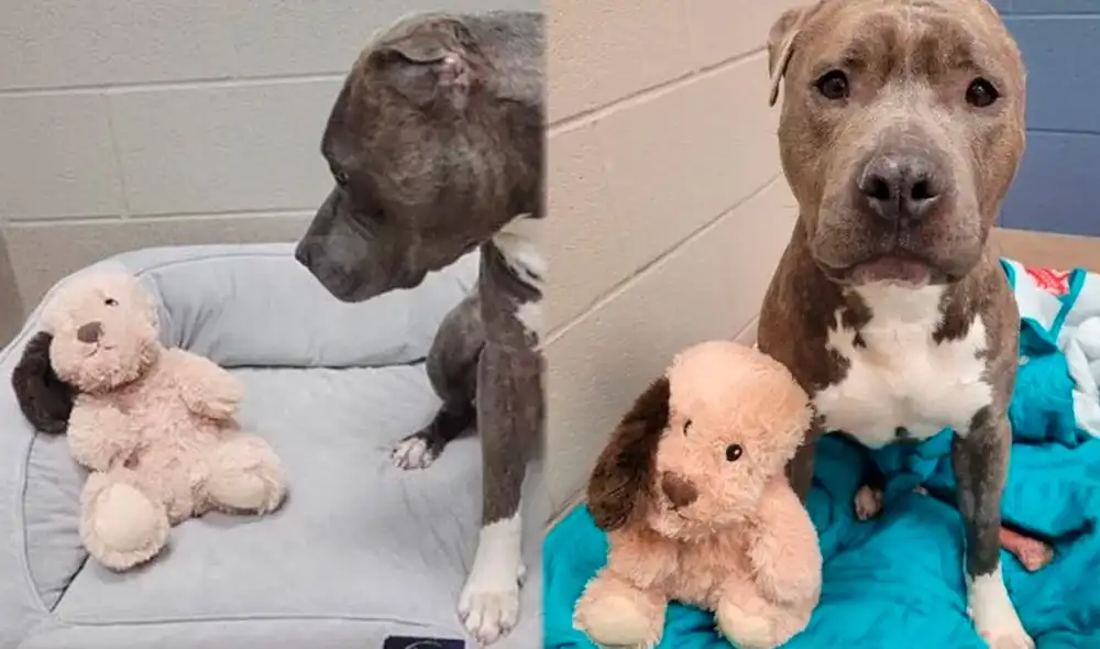 El pitbull Bruno le quitó a su peluche la misma oreja que a él le falta. Foto: composición LR/SPCA del condado de Wake