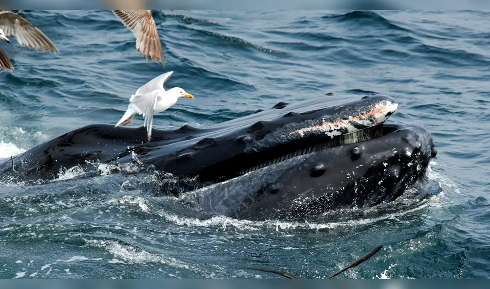La temporada de apareamiento en las ballenas termina en octubre. Foto: Freepik