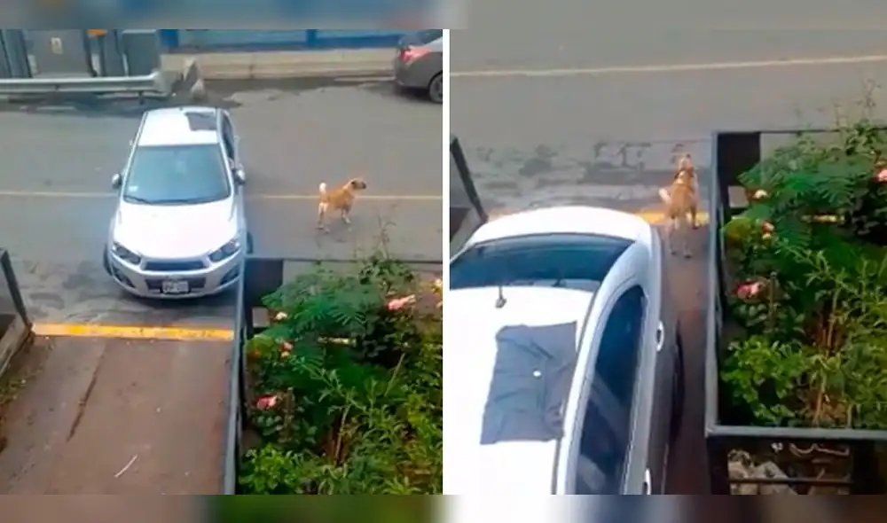 El can ladró de una curiosa manera para guiar a su dueño. Foto: composición LR/captura de TikTok/@Allysonneira