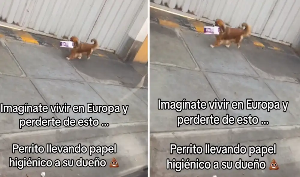 El perrito no dudó en auxiliar a su dueño en tan embarazosa situación. Foto: composición LR/@Rosangelajas/TikTok El perrito no dudó en auxiliar a su dueño en tan embarazosa situación. Foto: composición LR/@Rosangelajas/TikTok