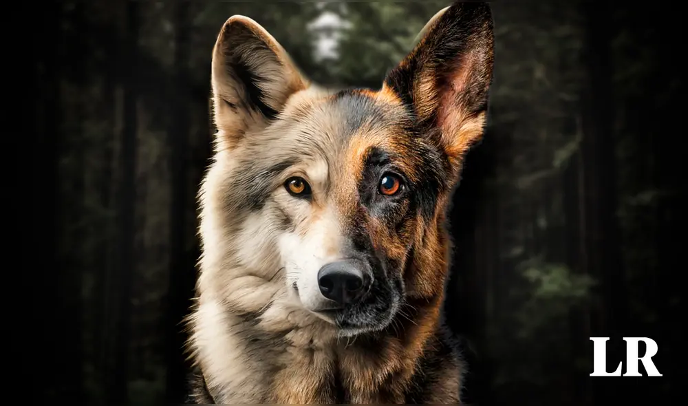 Se estima que los perros proceden de dos poblaciones distintas de lobos. Foto: Composición LR