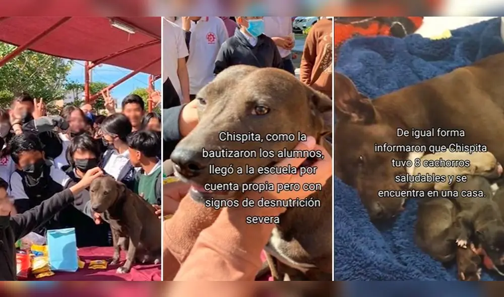 El hecho ocurrió en México. Foto: composición LR/@wapa.pe/TikTok