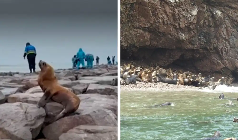 Personal de la municipalidad de San Andrés se acercó a retirar a estos animales. Foto: Composición LR / Captura Video Canal N / Andina. Video: TikTok @patriciabacas / Canal N Personal de la municipalidad de San Andrés se acercó a retirar a estos animales. Foto: Composición LR / Captura Video Canal N / Andina. Video: TikTok @patriciabacas / Canal N