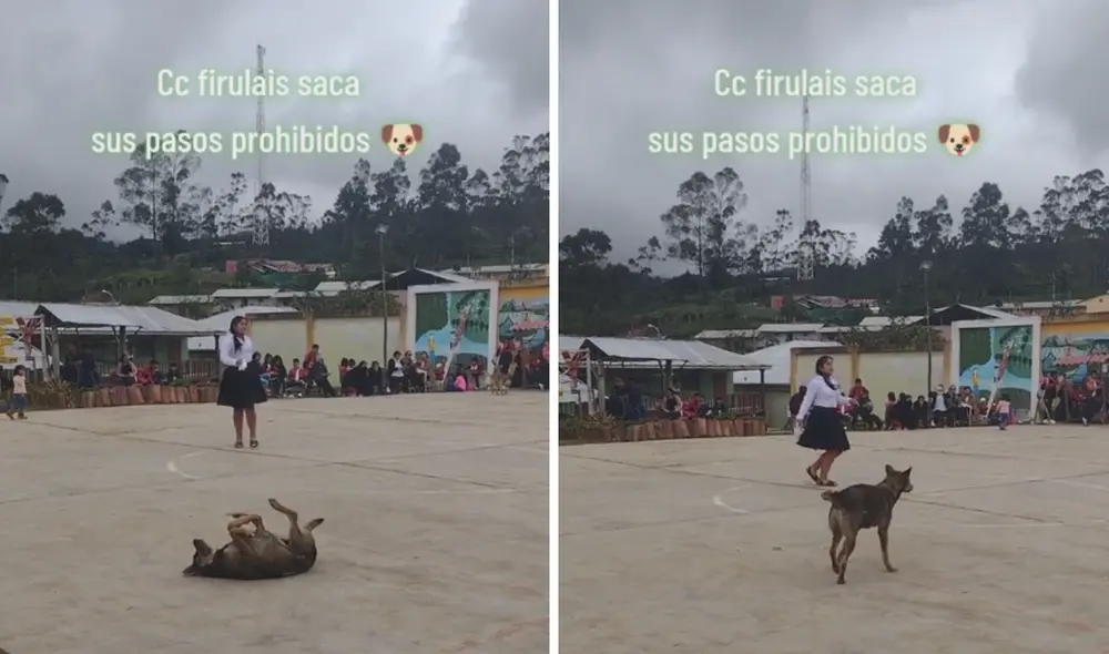 Perrito también decidió bailar al ritmo del huayno. Foto y video: captura de video/@scorpiondelmal/TikTok