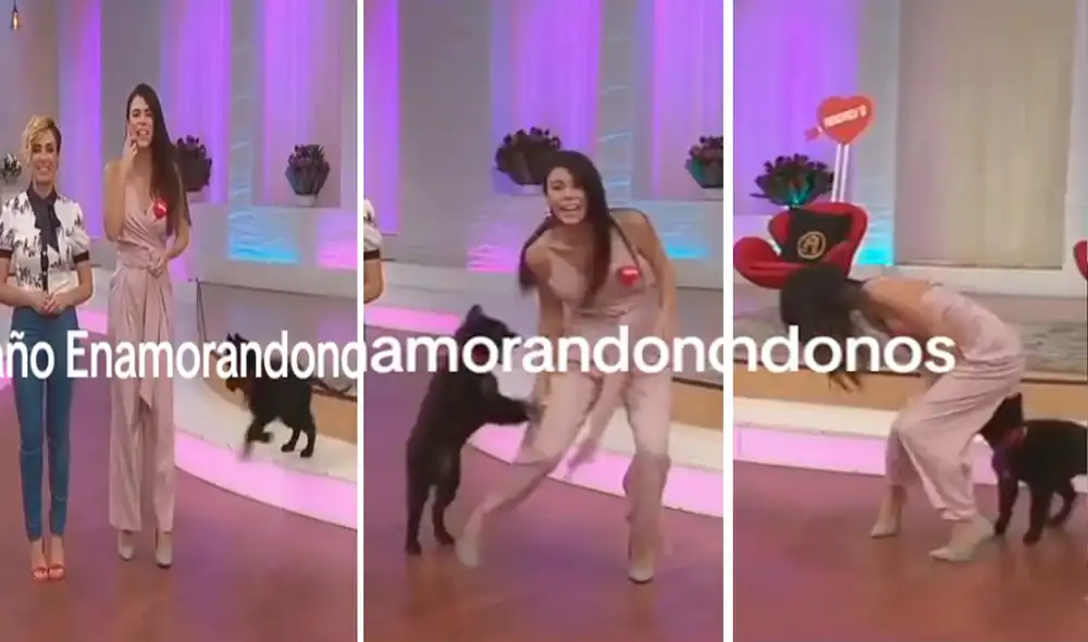 El perrito se lanzó sobre la conductora protagonizando una bochornosa escena. Foto: composición LR/@Cristoferhernandez88/Tiktok El perrito se lanzó sobre la conductora protagonizando una bochornosa escena. Foto: composición LR/@Cristoferhernandez88/Tiktok