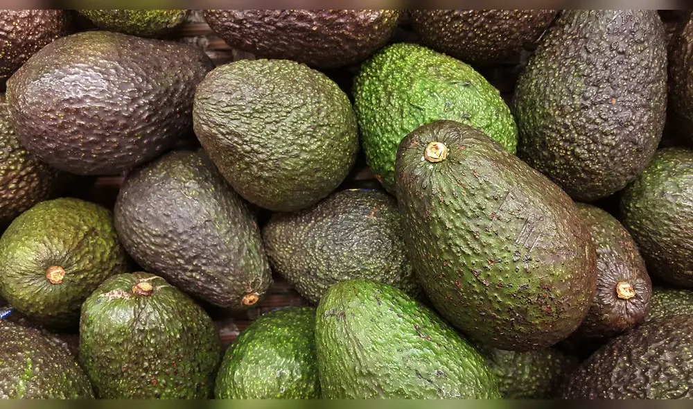 Palta Hass. De enero a septiembre es cuando se realizan el 99% de los envíos, según ProHass. Foto: difusión Palta Hass. De enero a septiembre es cuando se realizan el 99% de los envíos, según ProHass. Foto: difusión