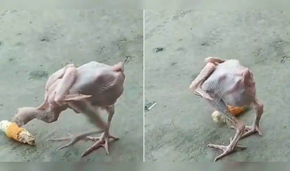 El ave sin plumas generó diversos comentarios en la redes sociales. Foto: composición LR/TikTok/@kenyi122