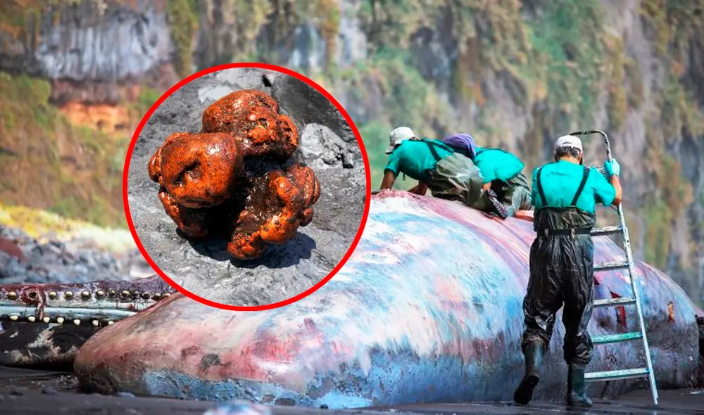 Esta valiosa piedra causó la muerte del cetáceo. Foto: composición LR/BBC News Mundo - Video: El Mundo/Instagram