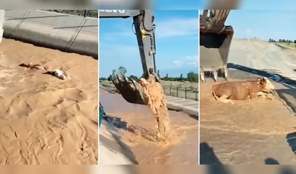 Usuarios quedaron conmovidos tras ver el rescate de la vaca. Foto: composición LR/TikTok/@mysterious_mystery