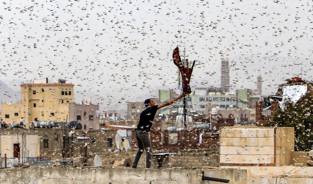 Senasa percibe potencial aparición de 5 plagas en el Perú —entre estas hay una de langostas—. Foto: AFP/referencial Senasa percibe potencial aparición de 5 plagas en el Perú —entre estas hay una de langostas—. Foto: AFP/referencial