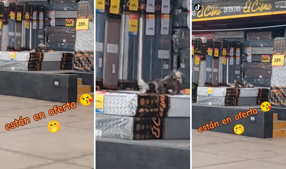 Las mascotas callejeras disfrutaron del buen colchón. Foto: composición LR/@Beatrizarevalod/TikTok Las mascotas callejeras disfrutaron del buen colchón. Foto: composición LR/@Beatrizarevalod/TikTok