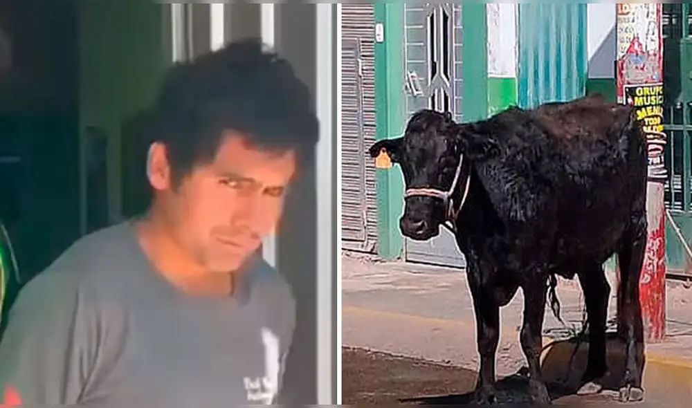 El animal fue puesto a buen recaudo por las autoridades policiales. Foto: captura de Betty Chamoro/Huanca York Times/Facebook