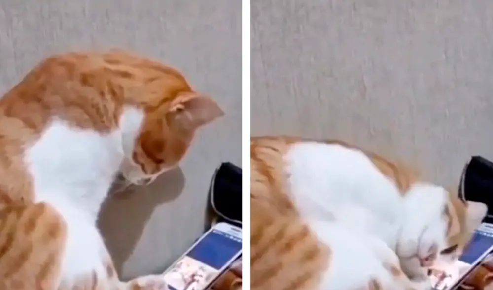 Usuarios se sintieron muy conmovidos por la reacción del gatito. Foto: composición LR/@Puppiesfunny /TikTok Usuarios se sintieron muy conmovidos por la reacción del gatito. Foto: composición LR/@Puppiesfunny /TikTok