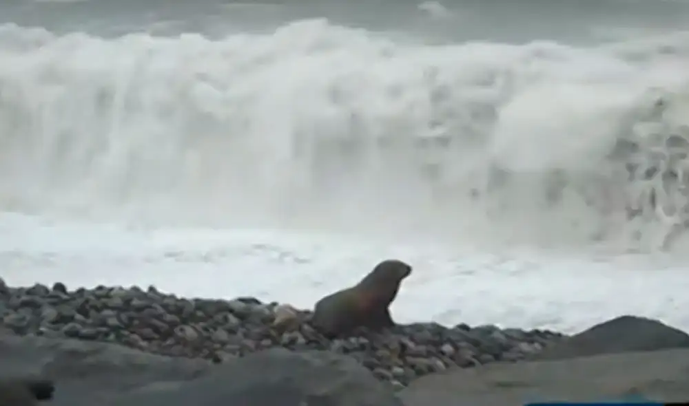 El acceso al circuito de playas es clausurado en la zona de Chucuito debido a la alerta por oleaje anómalo. Foto: Panamericana| Video: Panamericana. El acceso al circuito de playas es clausurado en la zona de Chucuito debido a la alerta por oleaje anómalo. Foto: Panamericana| Video: Panamericana.