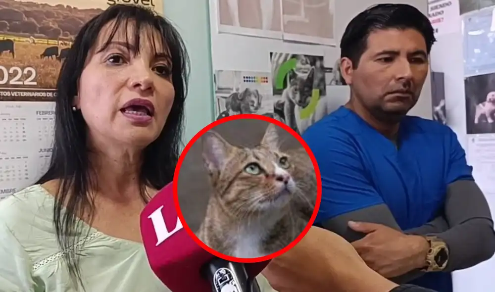 Según indicó el médico veterinario, el gato tenía el 85% del cuerpo desollado y expuesto. Foto: composición LR/Liz Ferrer/La República - Video: Liz Ferrer/La República Según indicó el médico veterinario, el gato tenía el 85% del cuerpo desollado y expuesto. Foto: composición LR/Liz Ferrer/La República - Video: Liz Ferrer/La República