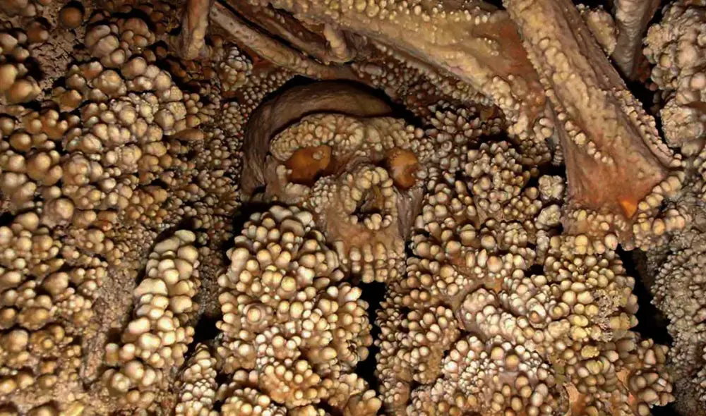 El cráneo del hombre de Altamura, uno de los homínidos más enigmáticos descubiertos. Foto: Cult of Weird