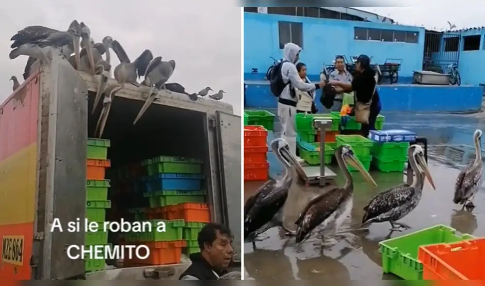 Pelícanos causan furor en TikTok. Foto: composición LR/@irvin12012015 - Video: @irvin12012015 Pelícanos causan furor en TikTok. Foto: composición LR/@irvin12012015 - Video: @irvin12012015