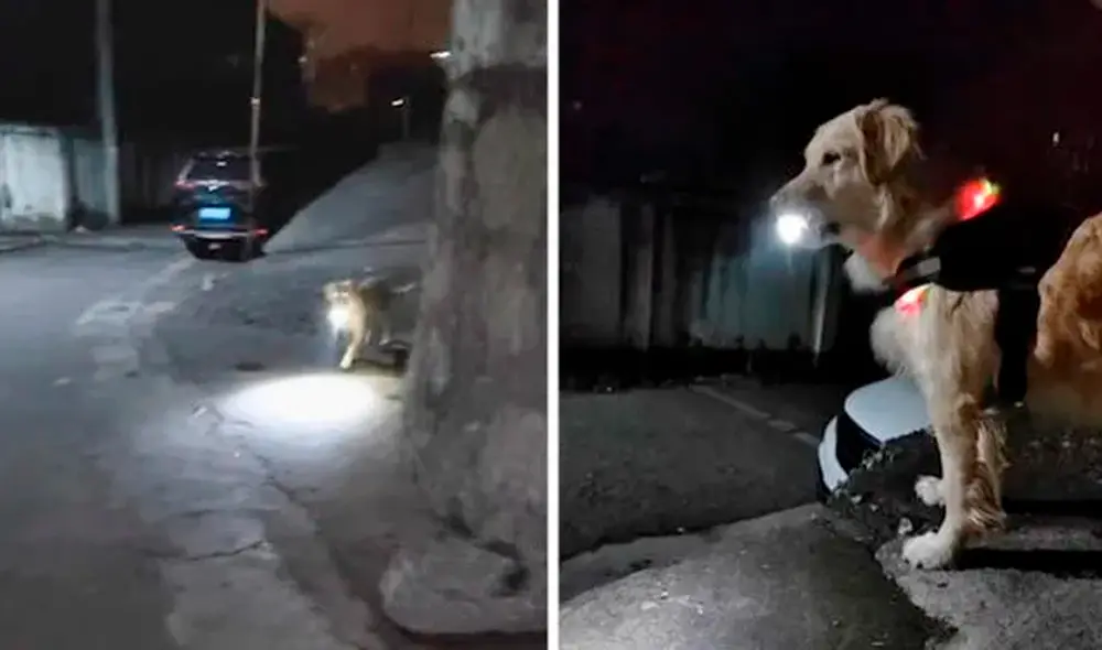 Usuarios aplaudieron al perrito por su gran lealtad. Foto: composición LR/@Hobbyanimals/TikTok Usuarios aplaudieron al perrito por su gran lealtad. Foto: composición LR/@Hobbyanimals/TikTok