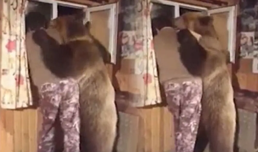 El video se hizo tendencia en las redes sociales por el inusual hecho protagonizado por este oso. Foto: composición LR/Zapeando